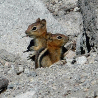 Sloth (USA-2) : Here He Comes...Look Cute and He'll Give Us Treats